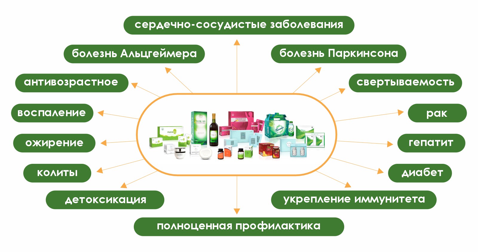 Фукоидан. Основные направления действия.